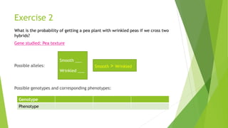 Exercise 2 
What is the probability of getting a pea plant with wrinkled peas if we cross two 
hybrids? 
Gene studied: Pea texture 
Possible alleles: 
Smooth ___ 
Wrinkled ___ 
Smooth > Wrinkled 
Possible genotypes and corresponding phenotypes: 
Genotype 
Phenotype 
 