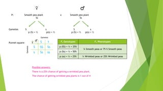 P: Smooth pea plant x Smooth pea plant 
Ss Ss 
Gametes S s S s 
p (S) = ½ p(s) = ½ p (S) = ½ p(s) = ½ 
Punnet square: 
Gametes 
Gametes 
S 
SS Ss 
Ss ss 
S 
s 
s F1 Genotypes F1 Phenotypes 
p (SS) = ¼ = 25% 
¾ Smooth peas or 75 % Smooth peas 
p (Ss) = ½ = 50% 
p (ss) = ¼ = 25% ¼ Wrinkled peas or 25% Wrinkled peas 
Possible answers: 
There is a 25% chance of getting a wrinkled pea plant. 
The chance of getting wrinkled pea plants is 1 out of 4 
 