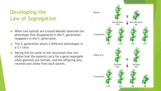 Developing the 
Law of Segregation 
 When two hybrids are crossed Mendel observed the 
phenotype that disappeared in the F1 generation 
reappears in the F2 generation. 
 The F2 generation shows 2 different phenotypes in 
a 3:1 ratio 
 Seeing this he came to the conclusion that two 
alleles that the parents carry for a gene segregate 
when gametes are formed, and the offspring only 
receives one allele from each parent. 
 