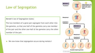 Law of Segregation 
Mendel’s law of Segregation states: 
The two members of a gene pair segregate from each other into 
the gametes, so that one-half of the gametes carry one member 
of the pair and the other one-half of the gametes carry the other 
member of the pair. 
 We now know that segregation occurs during meiosis I 
 