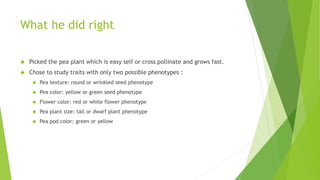 What he did right 
 Picked the pea plant which is easy self or cross pollinate and grows fast. 
 Chose to study traits with only two possible phenotypes : 
 Pea texture: round or wrinkled seed phenotype 
 Pea color: yellow or green seed phenotype 
 Flower color: red or white flower phenotype 
 Pea plant size: tall or dwarf plant phenotype 
 Pea pod color: green or yellow 
 
