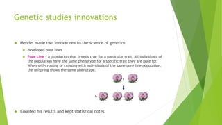 Genetic studies innovations 
 Mendel made two innovations to the science of genetics: 
 developed pure lines 
 Pure Line - a population that breeds true for a particular trait. All individuals of 
the population have the same phenotype for a specific trait they are pure for. 
When self-crossing or crossing with individuals of the same pure line population, 
the offspring shows the same phenotype. 
 Counted his results and kept statistical notes 
 