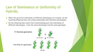 Law of Dominance or Uniformity of 
Hybrids. 
 When two pure line individuals of different phenotypes are crossed, all the 
resulting offspring show one unique phenotype (the dominant phenotype). 
 All the offspring that result from interbreeding pure line individuals of 
different phenotypes, have the same phenotype and the same genotype. 
All tall 
P: Parental generation 
First Filial (F1) generation 
 