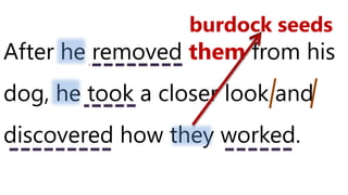 After he removed them from his
dog, he took a closer look and
discovered how they worked.
burdock seeds
 