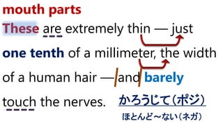 These are extremely thin ― just
one tenth of a millimeter, the width
of a human hair ― and barely
touch the nerves.
mouth parts
かろうじて（ポジ）
ほとんど～ない（ネガ）
 