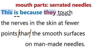 This is because they touch
the nerves in the skin at fewer
points than the smooth surfaces
on man-made needles.
mouth parts: serrated needles
 