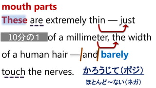 These are extremely thin ― just
one tenth of a millimeter, the width
of a human hair ― and barely
touch the nerves.
mouth parts
かろうじて（ポジ）
ほとんど～ない（ネガ）
10分の１
 
