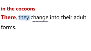 There, they change into their adult
forms.
in the cocoons
 