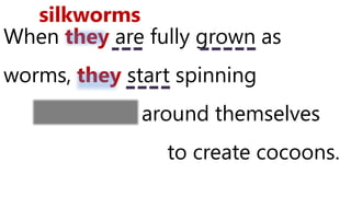 When they are fully grown as
worms, they start spinning
silk thread around themselves
to create cocoons.
silkworms
 