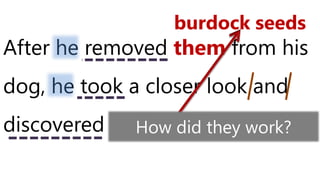 After he removed them from his
dog, he took a closer look and
discovered how they worked.
burdock seeds
How did they work?
 
