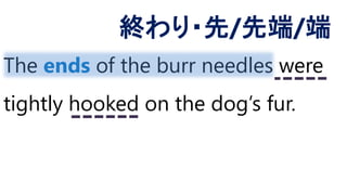 The ends of the burr needles were
tightly hooked on the dog’s fur.
終わり・先/先端/端
 