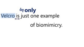 Velcro is just one example
of biomimicry.
≒only
 
