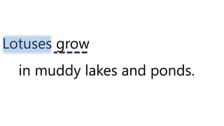 Lotuses grow
in muddy lakes and ponds.
 