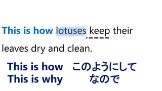 This is how lotuses keep their
leaves dry and clean.
This is how
This is why
このようにして
なので
 