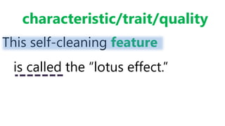 This self-cleaning feature
is called the “lotus effect.”
characteristic/trait/quality
 