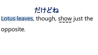 Lotus leaves, though, show just the
opposite.
だけどね
 