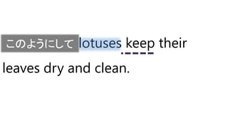 This is how lotuses keep their
leaves dry and clean.
このようにして
 