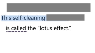 This self-cleaning feature
is called the “lotus effect.”
characteristic/trait/quality
 