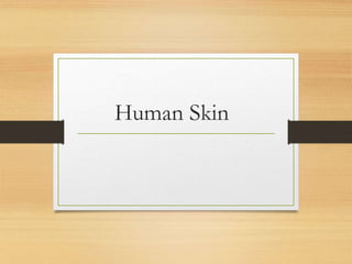 Human Skin
 