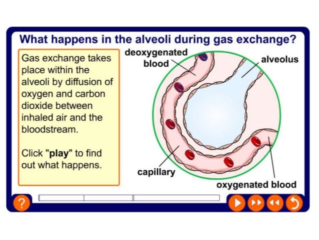 alveolar ventilation anatomical dead space alveolar ventilation anatomical dead space