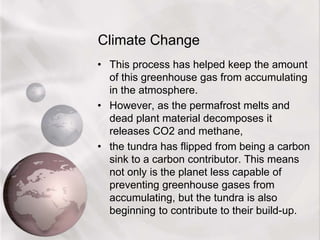 Climate Change
• This process has helped keep the amount
of this greenhouse gas from accumulating
in the atmosphere.
• However, as the permafrost melts and
dead plant material decomposes it
releases CO2 and methane,
• the tundra has flipped from being a carbon
sink to a carbon contributor. This means
not only is the planet less capable of
preventing greenhouse gases from
accumulating, but the tundra is also
beginning to contribute to their build-up.
 