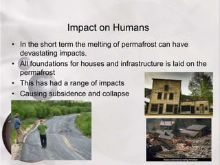 Impact on Humans
• In the short term the melting of permafrost can have
devastating impacts.
• All foundations for houses and infrastructure is laid on the
permafrost
• This has had a range of impacts
• Causing subsidence and collapse
 