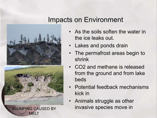 Impacts on Environment
• As the soils soften the water in
the ice leaks out.
• Lakes and ponds drain
• The permafrost areas begin to
shrink
• CO2 and methane is released
from the ground and from lake
beds
• Potential feedback mechanisms
kick in
• Animals struggle as other
invasive species move inSLUMPING CAUSED BY
MELT
 