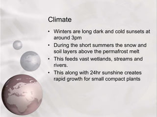Climate
• Winters are long dark and cold sunsets at
around 3pm
• During the short summers the snow and
soil layers above the permafrost melt
• This feeds vast wetlands, streams and
rivers.
• This along with 24hr sunshine creates
rapid growth for small compact plants
 