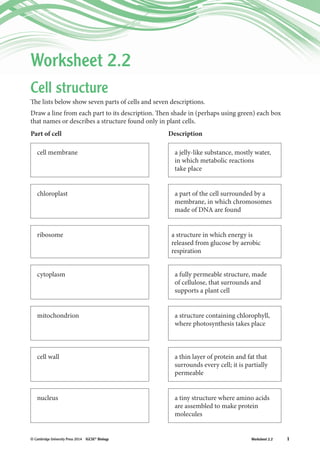 1Worksheet 2.2© Cambridge University Press 2014 IGCSE®
Biology
Cell structure
The lists below show seven parts of cells and seven descriptions.
Draw a line from each part to its description. Then shade in (perhaps using green) each box
that names or describes a structure found only in plant cells.
Part of cell Description
cell membrane a jelly-like substance, mostly water,
in which metabolic reactions
take place
chloroplast a part of the cell surrounded by a
membrane, in which chromosomes
made of DNA are found
ribosome a structure in which energy is
released from glucose by aerobic
respiration
cytoplasm a fully permeable structure, made
of cellulose, that surrounds and
supports a plant cell
mitochondrion a structure containing chlorophyll,
where photosynthesis takes place
cell wall a thin layer of protein and fat that
surrounds every cell; it is partially
permeable
nucleus a tiny structure where amino acids
are assembled to make protein
molecules
Worksheet 2.2
 