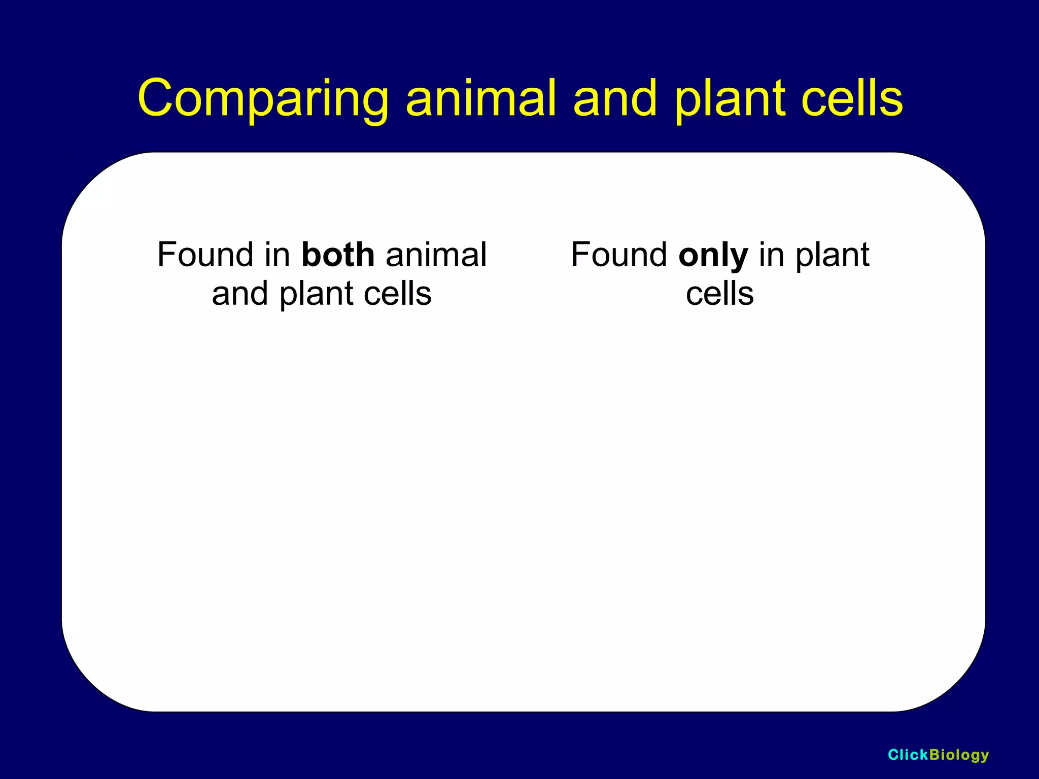ClickBiology
Comparing animal and plant cells
Found in both animal
and plant cells
Found only in plant
cells
cell membrane cellulose cell wall
nucleus large sap vacuole
cytoplasm chloroplast
 