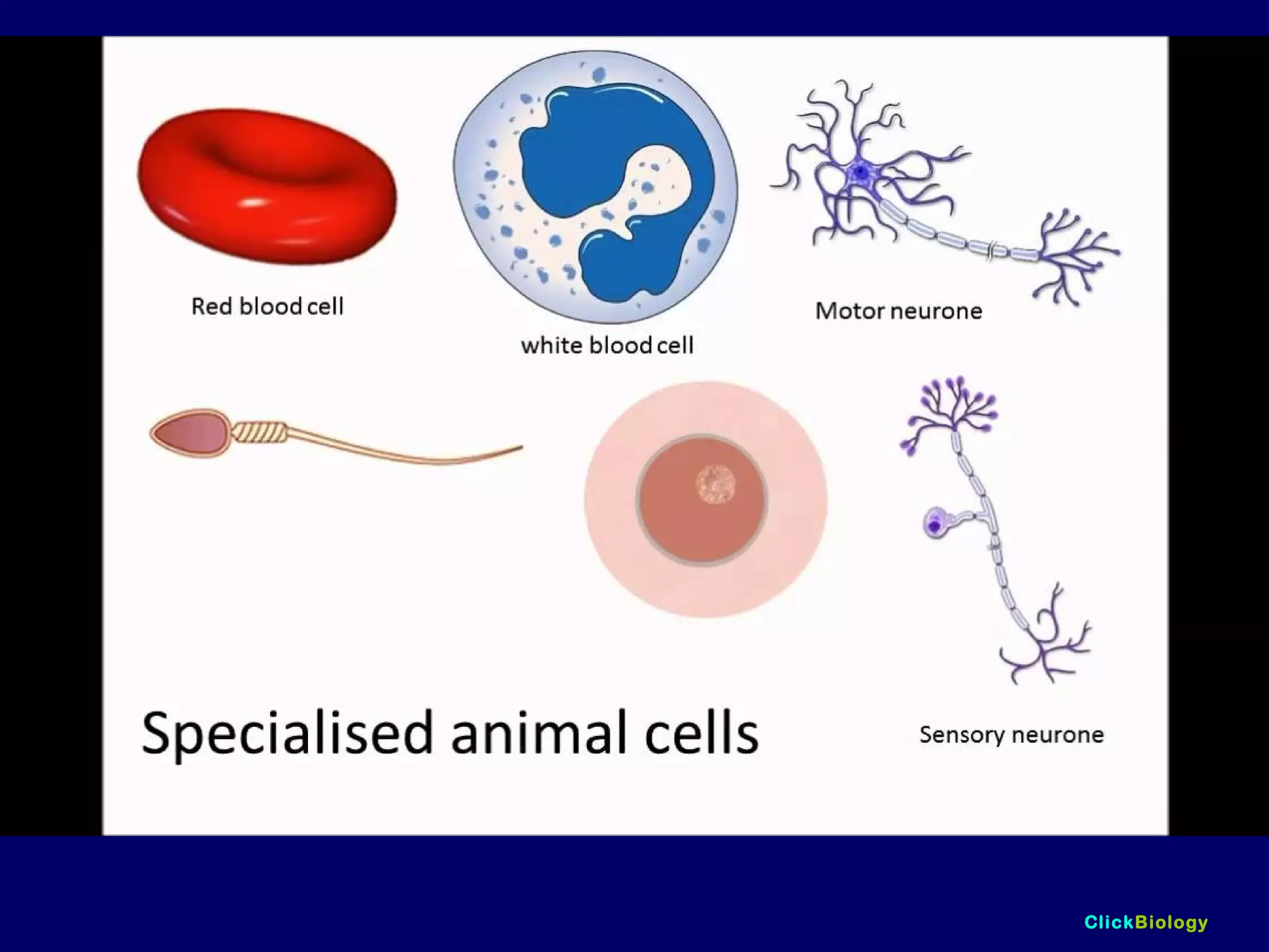 ClickBiology
Specialised Cells
• Not all cells are the same.
• They have different features that depend
on their function within an organism.
 