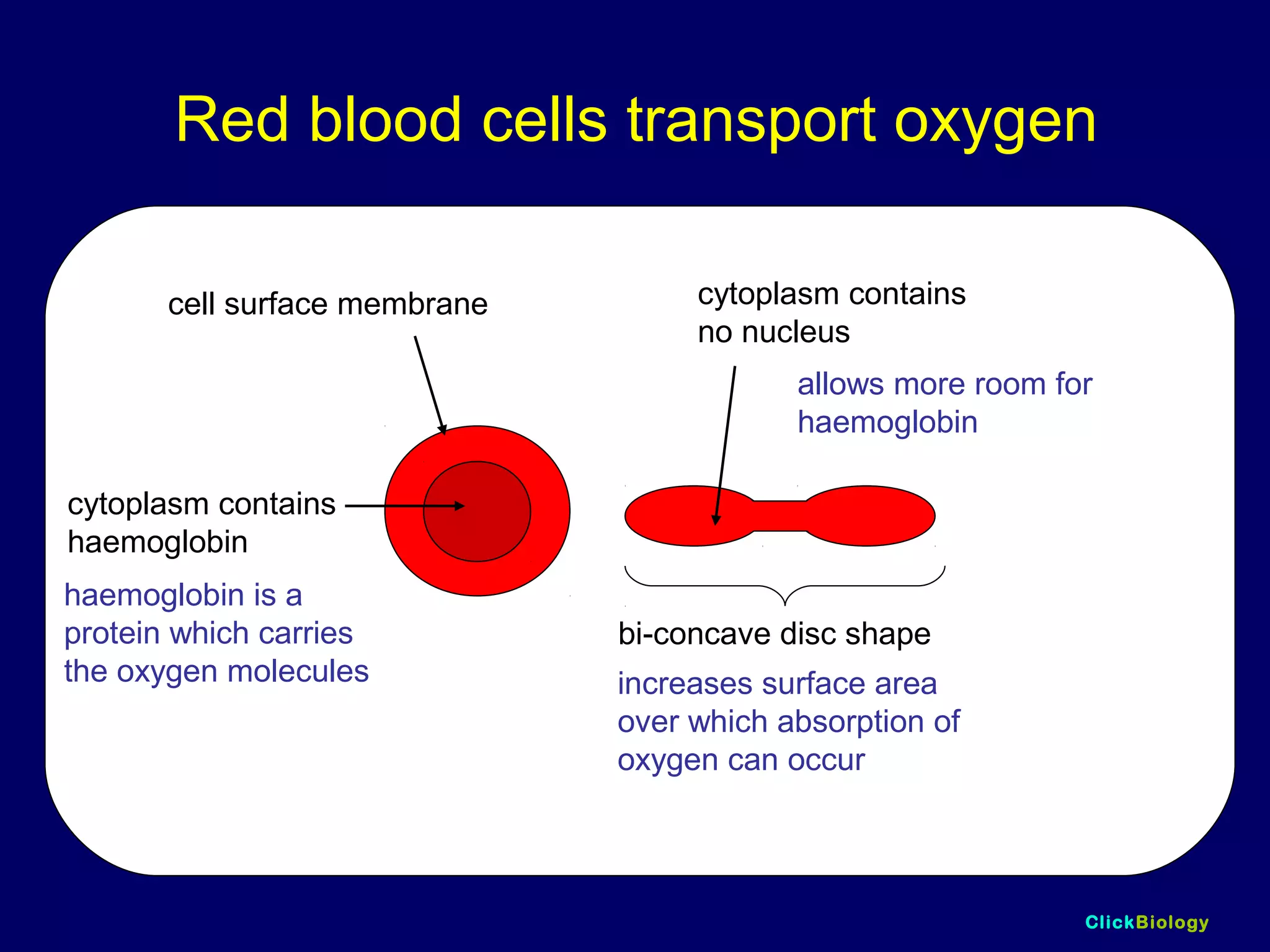 ClickBiology
Red blood cells transport oxygen
cell surface membrane cytoplasm contains
no nucleus
cytoplasm contains
haemoglobin
bi-concave disc shape
allows more room for
haemoglobin
increases surface area
over which absorption of
oxygen can occur
haemoglobin is a
protein which carries
the oxygen molecules
 