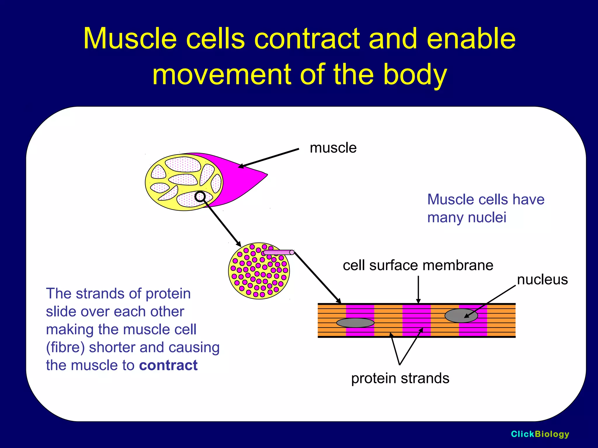 ClickBiology
Muscle cells contract and enable
movement of the body
nucleus
cell surface membrane
protein strands
The strands of protein
slide over each other
making the muscle cell
(fibre) shorter and causing
the muscle to contract
Muscle cells have
many nuclei
muscle
 