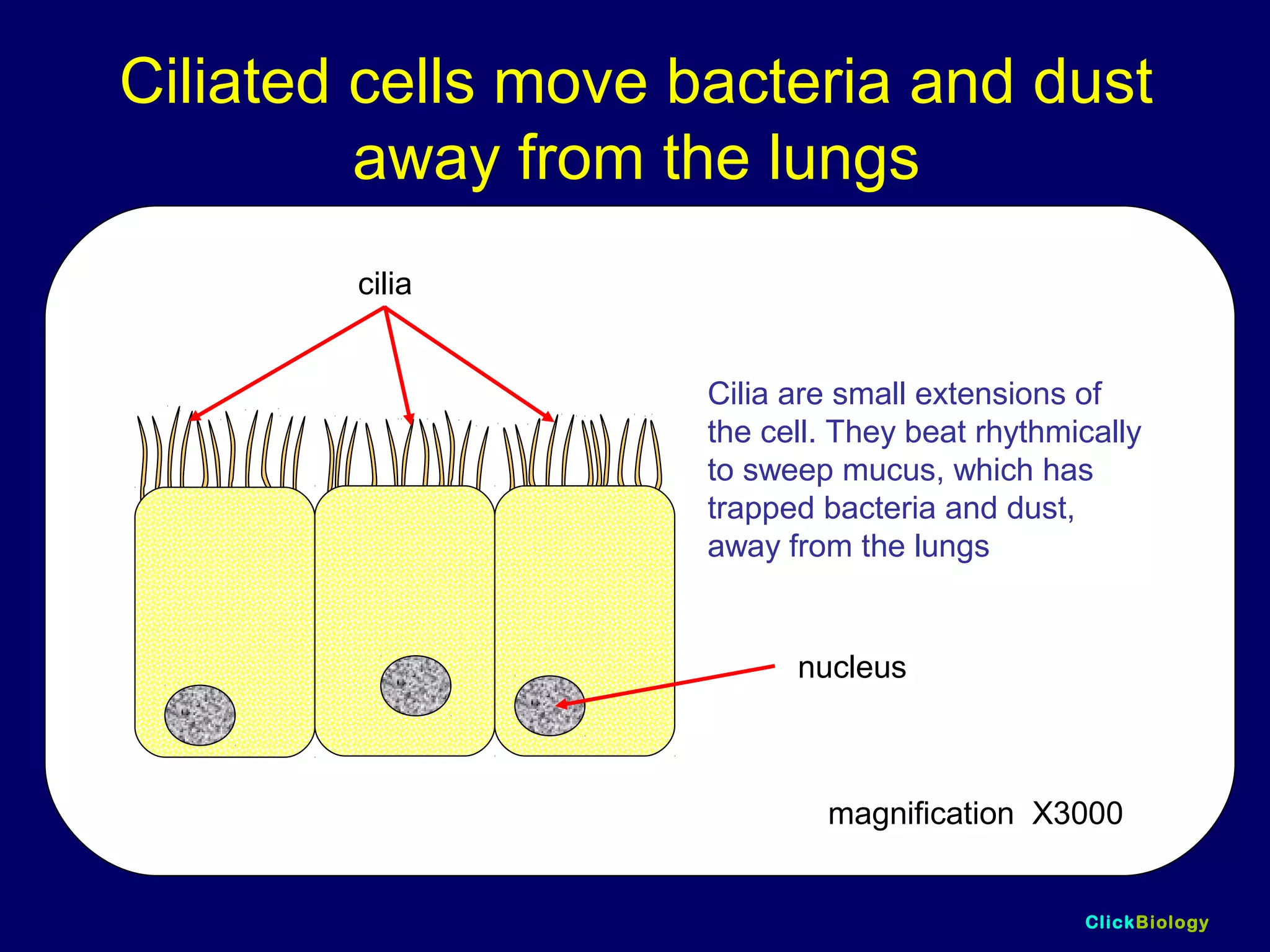 ClickBiology
Ciliated cells move bacteria and dust
away from the lungs
cilia
magnification X3000
nucleus
Cilia are small extensions of
the cell. They beat rhythmically
to sweep mucus, which has
trapped bacteria and dust,
away from the lungs
 