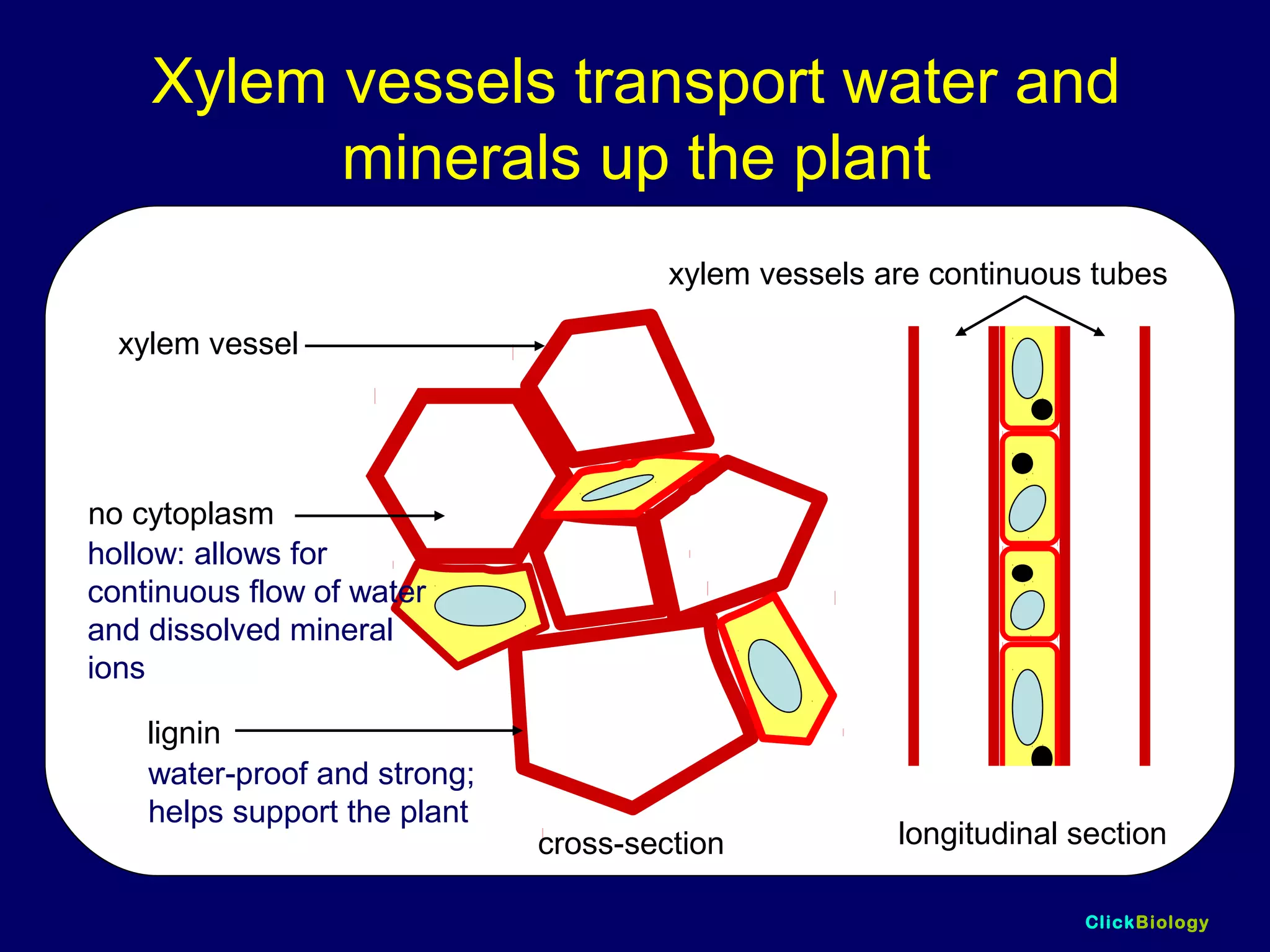 ClickBiology
Xylem vessels transport water and
minerals up the plant
xylem vessel
lignin
no cytoplasm
longitudinal sectioncross-section
water-proof and strong;
helps support the plant
hollow: allows for
continuous flow of water
and dissolved mineral
ions
xylem vessels are continuous tubes
 