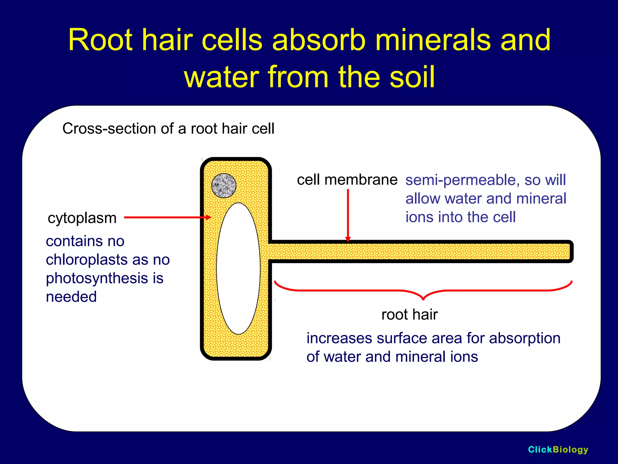 ClickBiology
Root hair cells absorb minerals and
water from the soil
cytoplasm
contains no
chloroplasts as no
photosynthesis is
needed
root hair
increases surface area for absorption
of water and mineral ions
Cross-section of a root hair cell
cell membrane semi-permeable, so will
allow water and mineral
ions into the cell
 