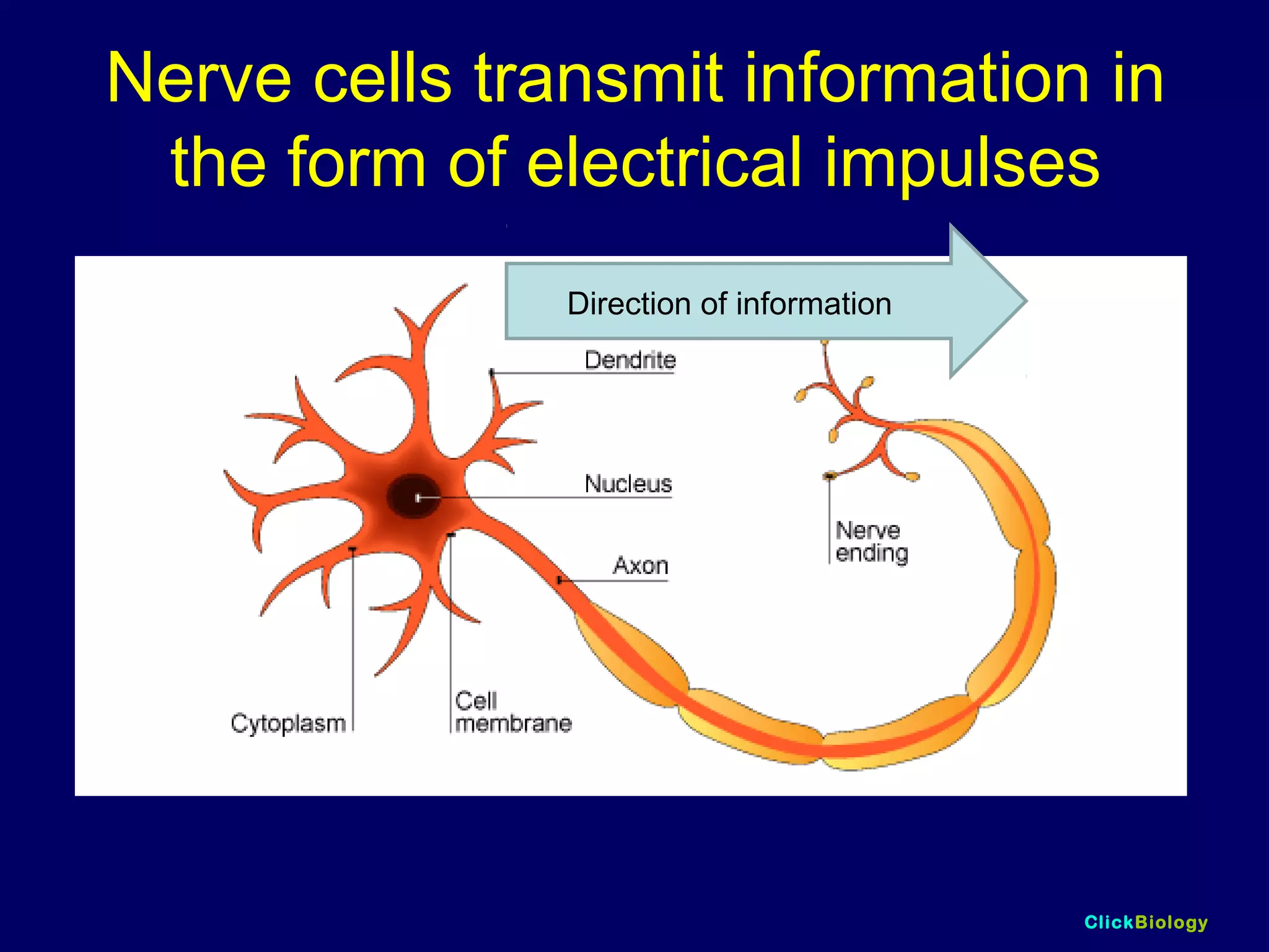 ClickBiology
Nerve cells transmit information in
the form of electrical impulses
Direction of information
 