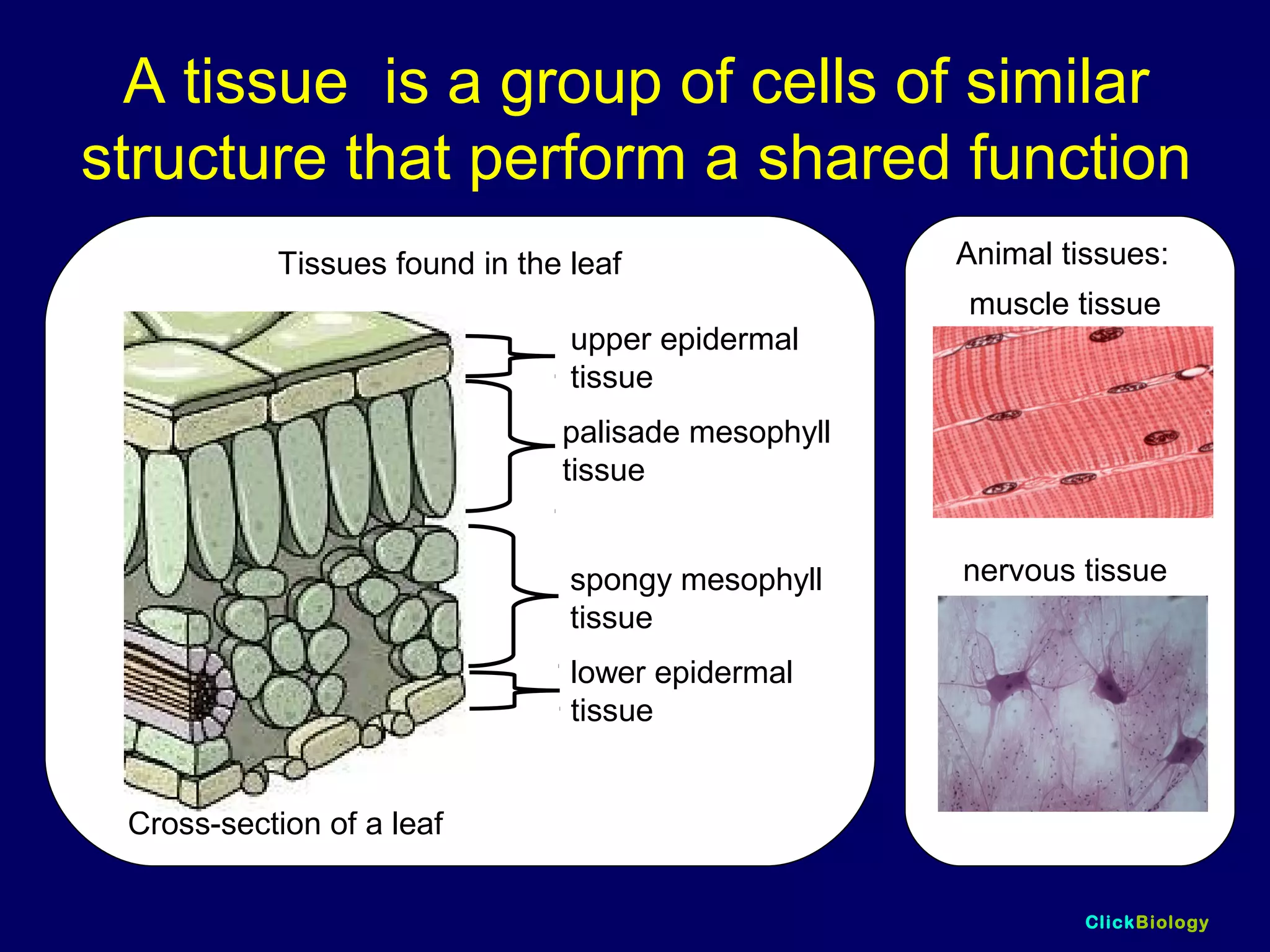ClickBiology
A tissue is a group of cells of similar
structure that perform a shared function
Animal tissues:
muscle tissue
nervous tissue
upper epidermal
tissue
palisade mesophyll
tissue
spongy mesophyll
tissue
lower epidermal
tissue
Tissues found in the leaf
Cross-section of a leaf
 