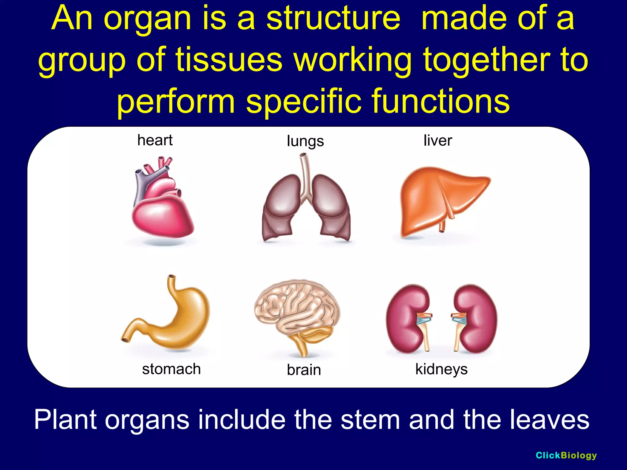 ClickBiology
An organ is a structure made of a
group of tissues working together to
perform specific functions
Plant organs include the stem and the leaves
heart
stomach
lungs liver
brain kidneys
 