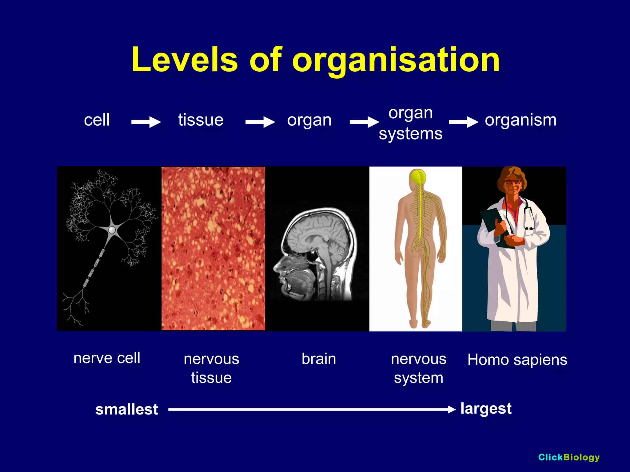 ClickBiology
Levels of organisation
nerve cell nervous
tissue
brain nervous
system
Homo sapiens
smallest largest
cell tissue organ organ
systems
organism
 