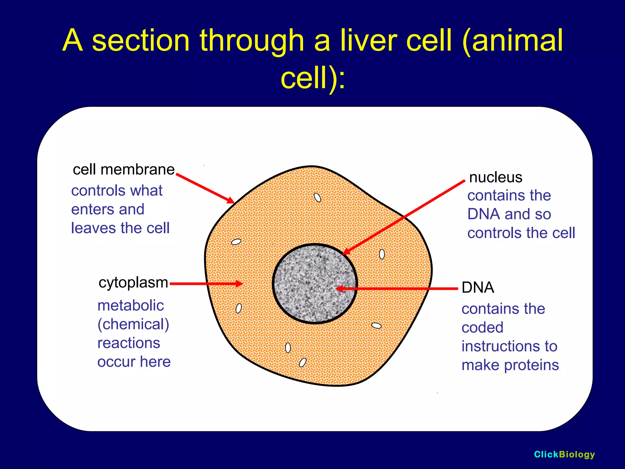 ClickBiology
A section through a liver cell (animal
cell):
cell membrane
cytoplasm
nucleus
DNA
controls what
enters and
leaves the cell
metabolic
(chemical)
reactions
occur here
contains the
DNA and so
controls the cell
contains the
coded
instructions to
make proteins
 
