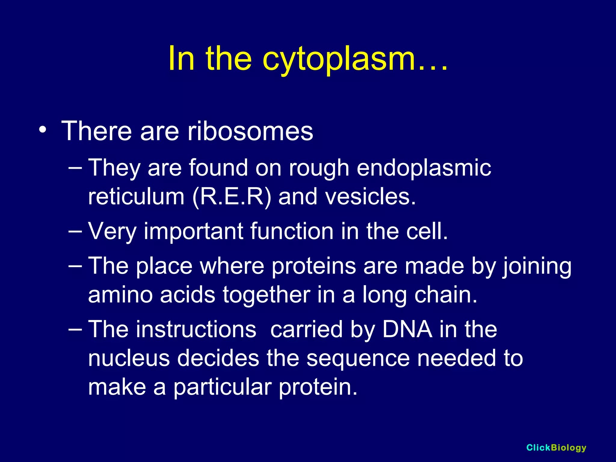 ClickBiology
In the cytoplasm…
• There are ribosomes
– They are found on rough endoplasmic
reticulum (R.E.R) and vesicles.
– Very important function in the cell.
– The place where proteins are made by joining
amino acids together in a long chain.
– The instructions carried by DNA in the
nucleus decides the sequence needed to
make a particular protein.
 