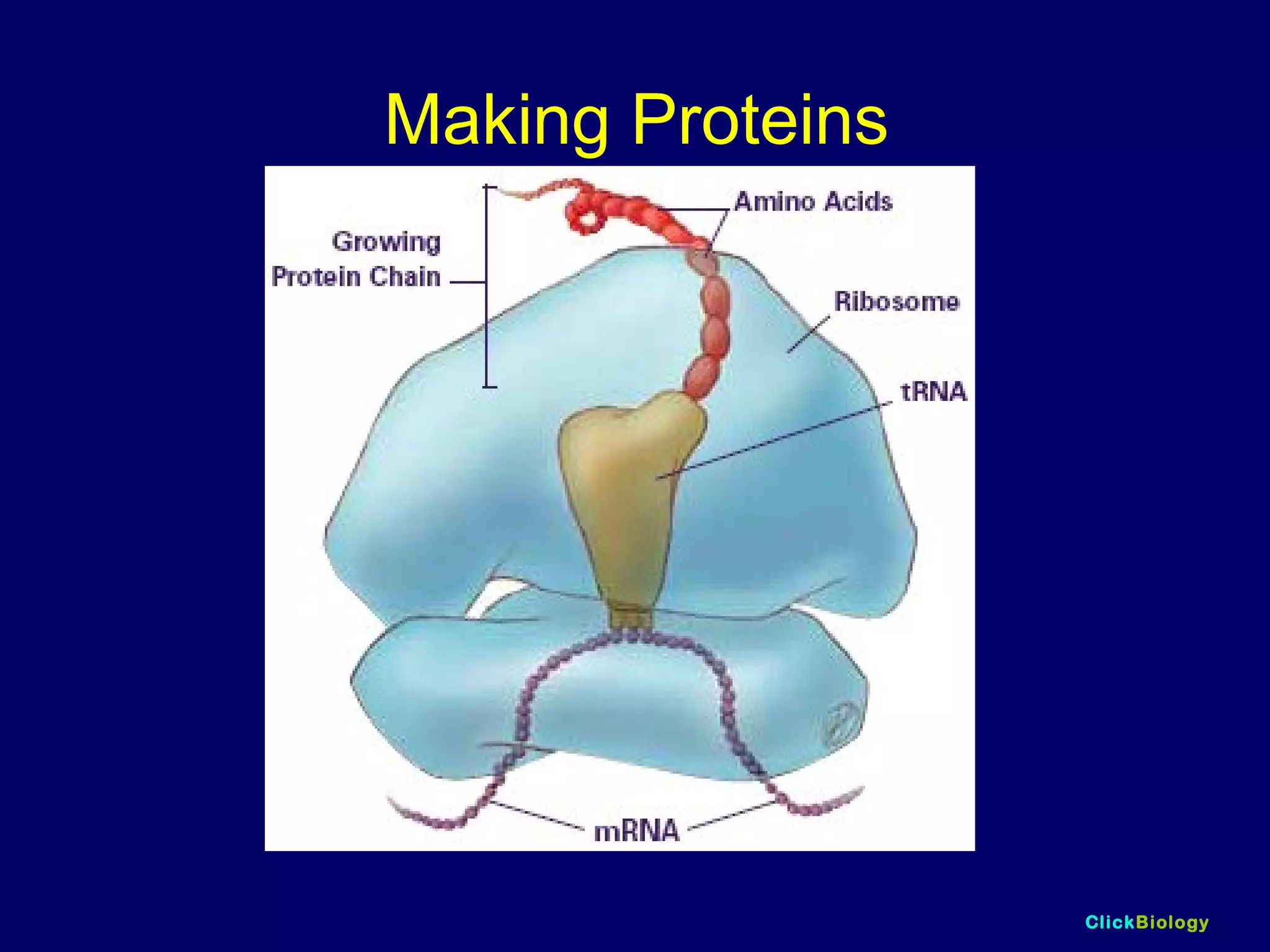 ClickBiology
Making Proteins
 