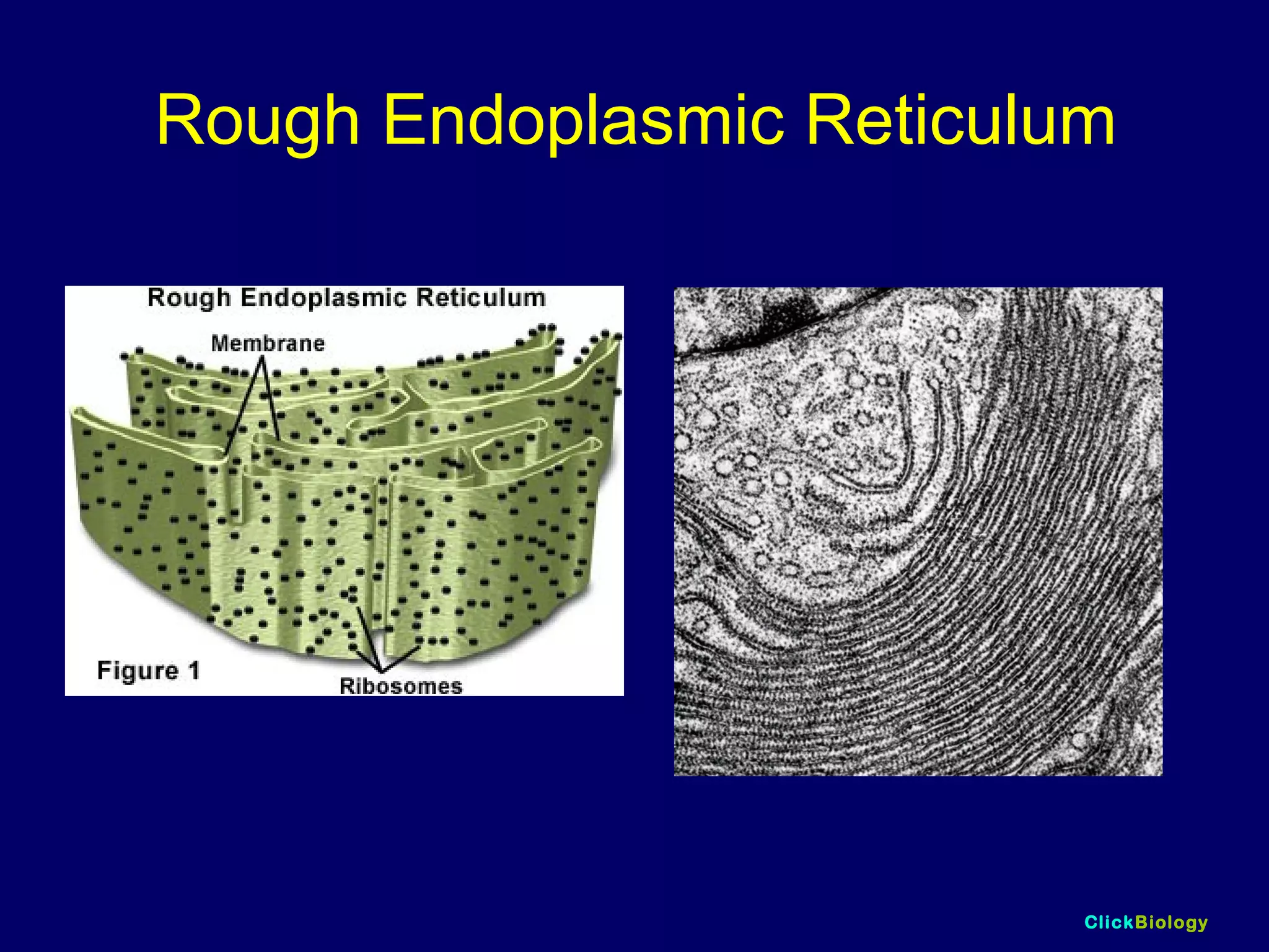 ClickBiology
Rough Endoplasmic Reticulum
 