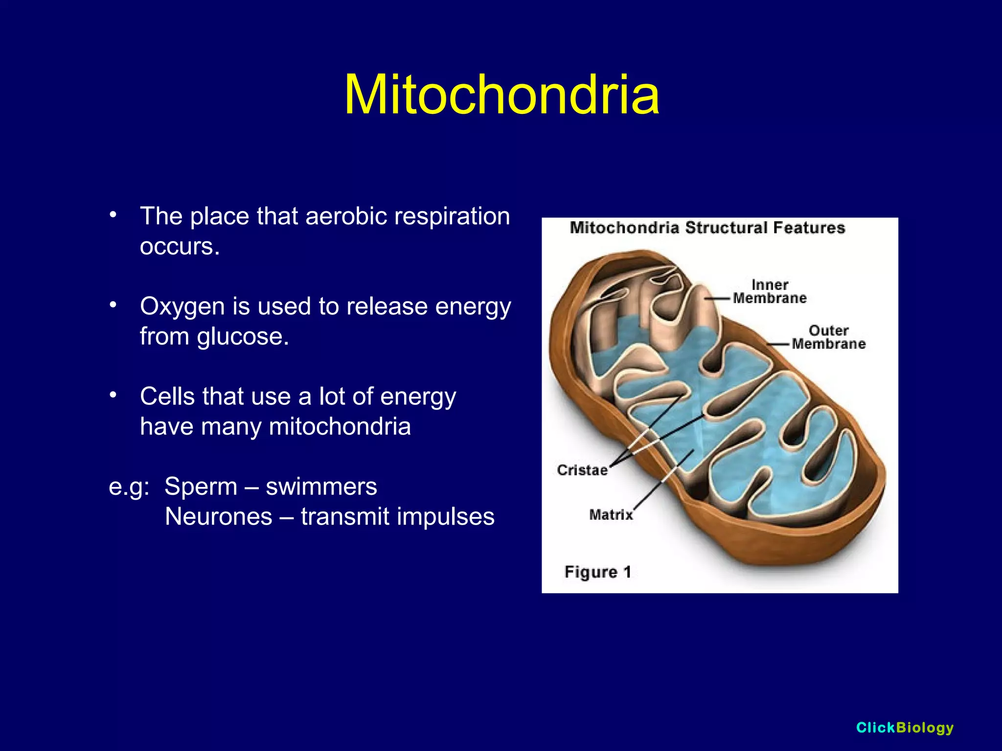 ClickBiology
Mitochondria
• The place that aerobic respiration
occurs.
• Oxygen is used to release energy
from glucose.
• Cells that use a lot of energy
have many mitochondria
e.g: Sperm – swimmers
Neurones – transmit impulses
 