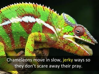 Chameleons move in slow, jerky ways so
they don’t scare away their pray.
 