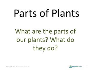 Parts of Plants 
What are the parts of 
our plants? What do 
they do? 
© Copyright 2012 The Aquaponic Source, Inc. 1 
 