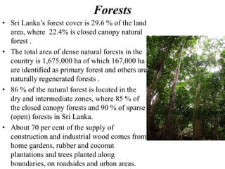 Forests
• Sri Lanka’s forest cover is 29.6 % of the land
area, where 22.4% is closed canopy natural
forest .
• The total area of dense natural forests in the
country is 1,675,000 ha of which 167,000 ha
are identified as primary forest and others are
naturally regenerated forests .
• 86 % of the natural forest is located in the
dry and intermediate zones, where 85 % of
the closed canopy forests and 90 % of sparse
(open) forests in Sri Lanka.
• About 70 per cent of the supply of
construction and industrial wood comes from
home gardens, rubber and coconut
plantations and trees planted along
boundaries, on roadsides and urban areas.
 