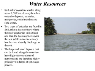 Water Resources
• Sri Lanka’s coastline circles along
about 1,585 km of sandy beaches,
extensive lagoons, estuaries,
mangroves, costal marshes and
sand dunes.
• Two types of estuaries are found in
Sri Lanka: a basin estuary where
the river discharges into a basin
and then the basin connects with
the sea, while a riverine estuary
has the river directly discharge to
the sea.
• The large and small lagoons that
can be found along the coastline
have high concentrations of
nutrients and are therefore highly
productive in terms of fishes and
prawns.
 