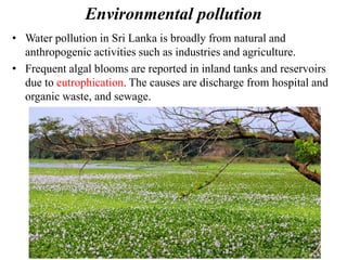 Environmental pollution
• Water pollution in Sri Lanka is broadly from natural and
anthropogenic activities such as industries and agriculture.
• Frequent algal blooms are reported in inland tanks and reservoirs
due to eutrophication. The causes are discharge from hospital and
organic waste, and sewage.
 